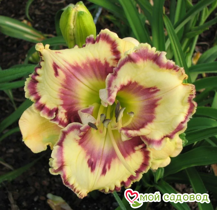 Фантастические оттенки и аромат